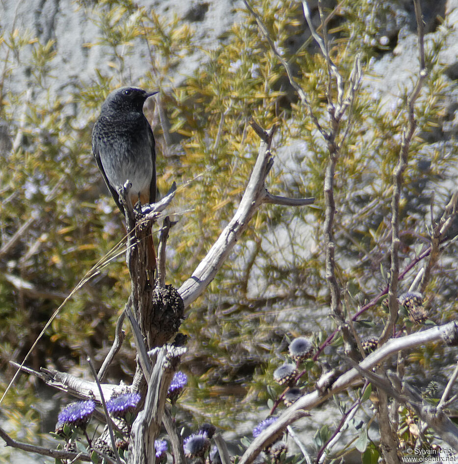 Black Redstart male adult