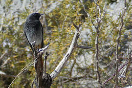 Black Redstart