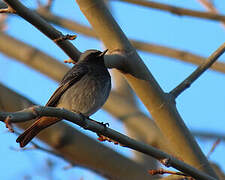 Black Redstart