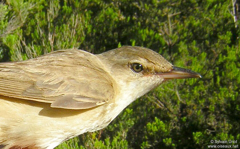 Great Reed Warbleradult, close-up portrait