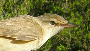 Great Reed Warbler