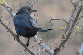 Red-winged Starling