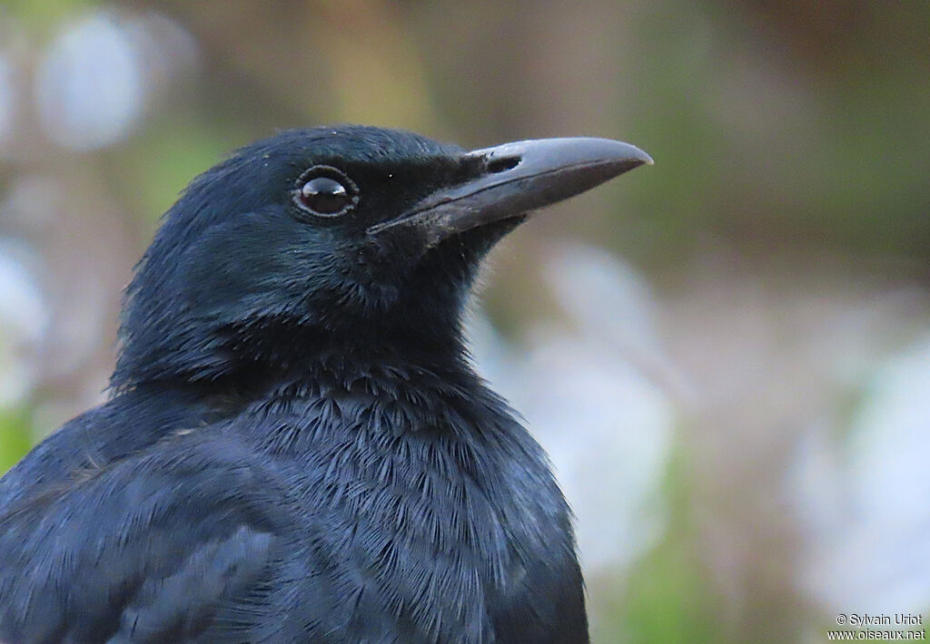 Red-winged Starling male adult