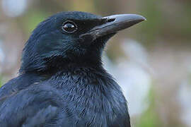 Red-winged Starling