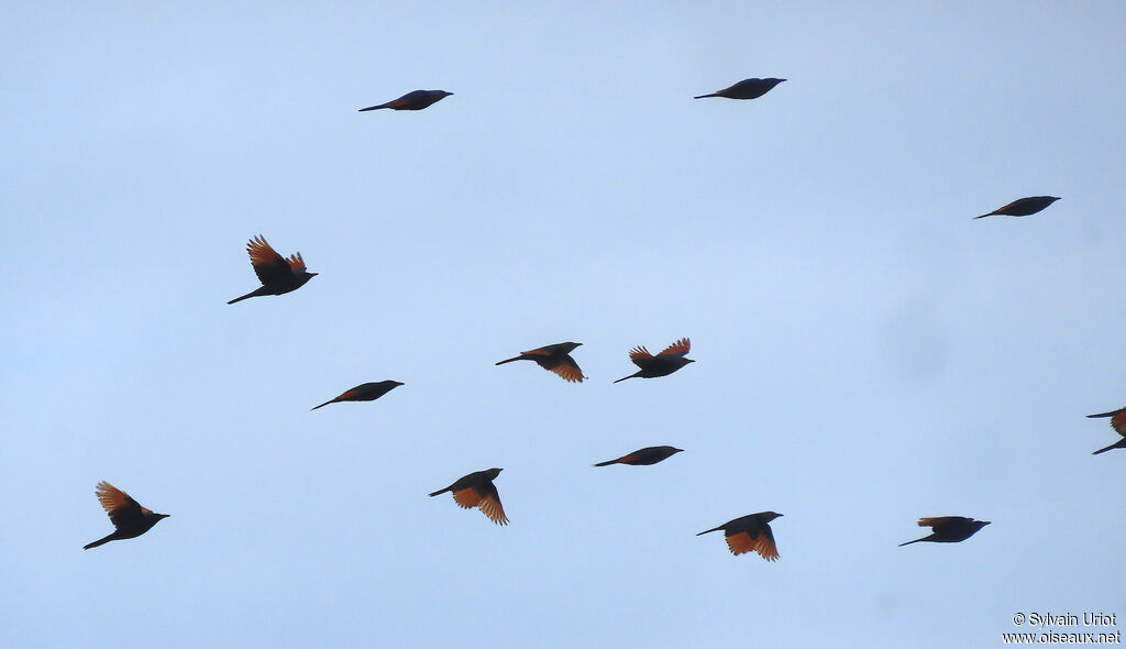 Red-winged Starlingadult