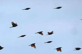 Red-winged Starling