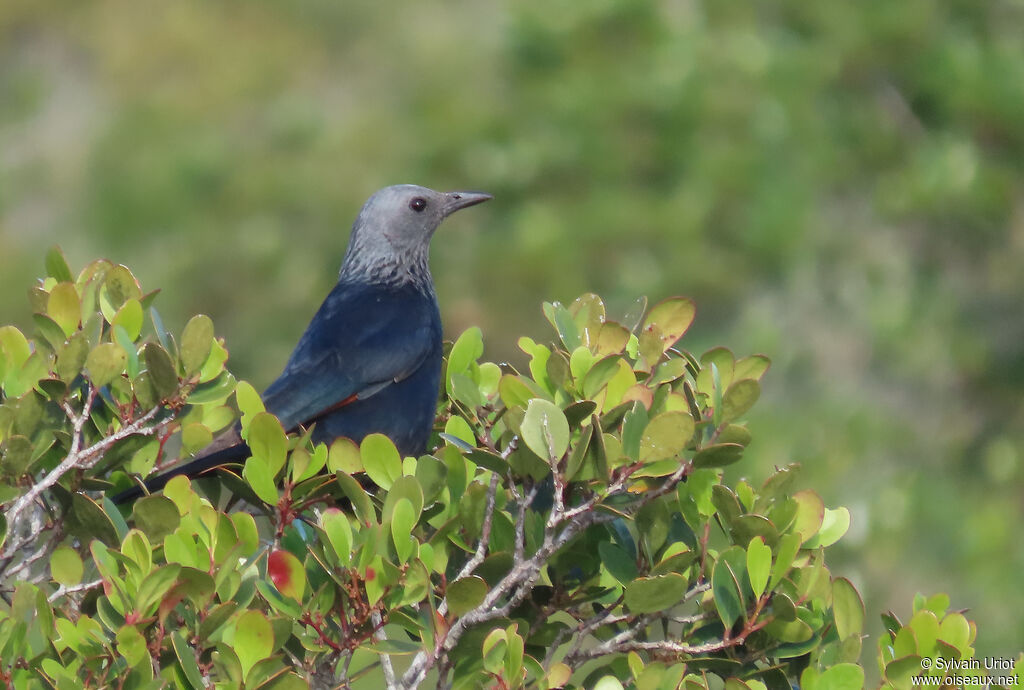 Red-winged Starling female adult