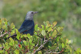 Red-winged Starling