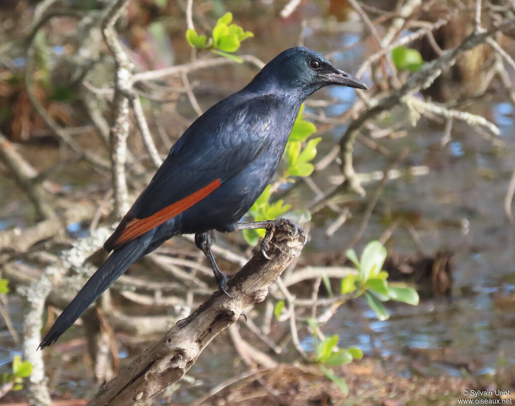 Red-winged Starling male adult