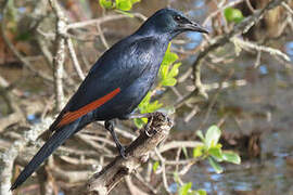 Red-winged Starling