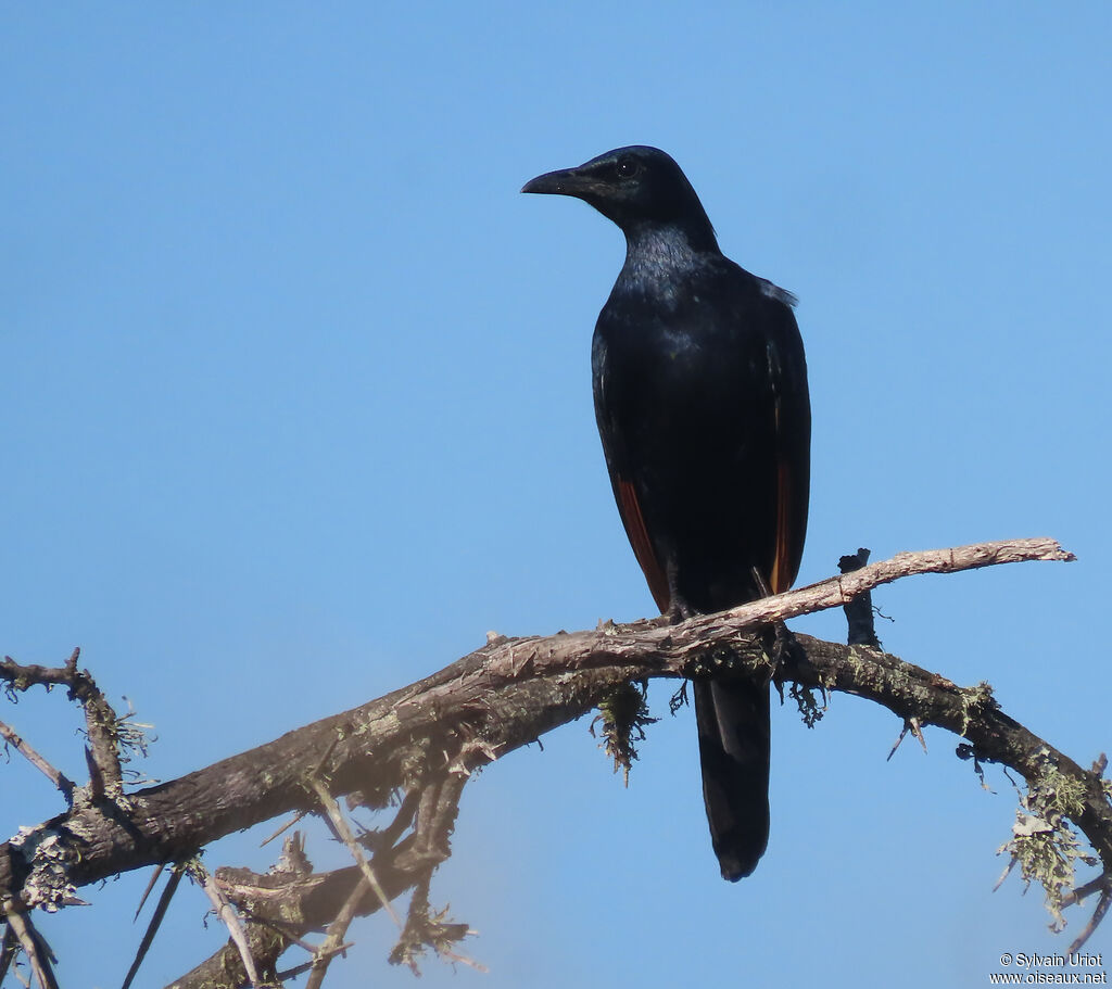 Red-winged Starling male adult