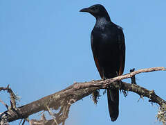 Red-winged Starling