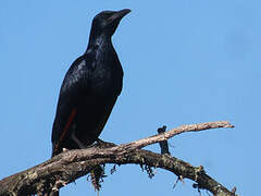 Red-winged Starling