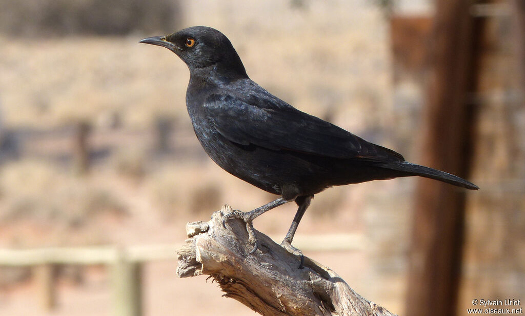 Pale-winged Starlingimmature