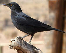 Pale-winged Starling