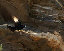 Pale-winged Starling