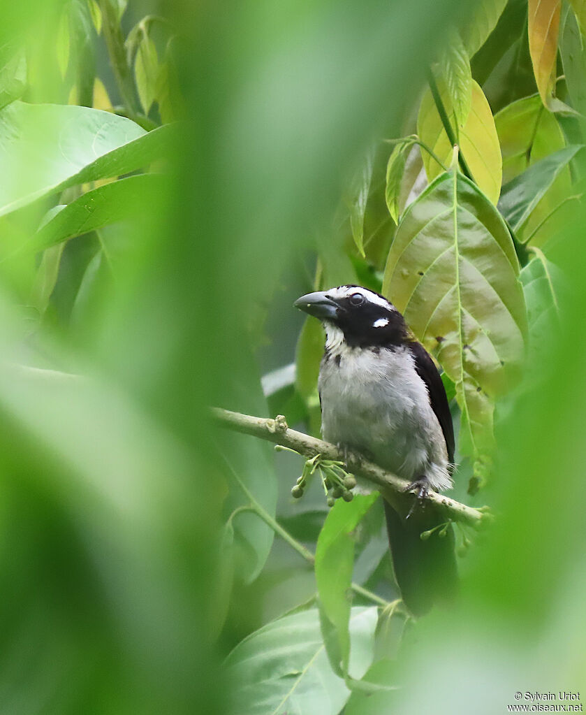 Black-winged Saltatoradult