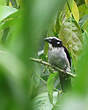 Saltator à ailes noires