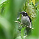 Saltator à ailes noires