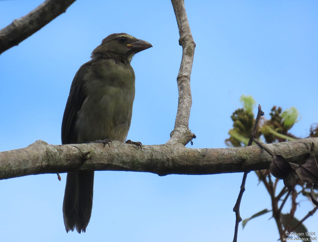 Saltator de Cabanis