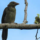 Saltator de Cabanis