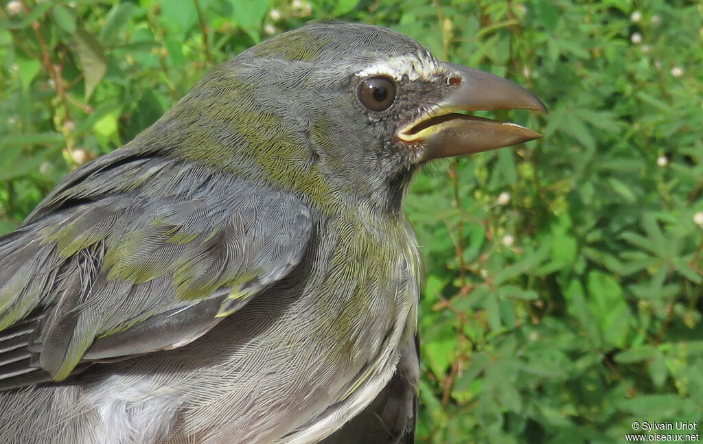 Olive-grey Saltatorsubadult