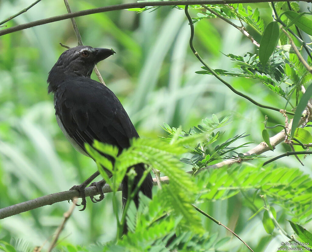 Olive-grey Saltatoradult