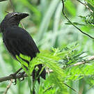 Saltator de Cabanis