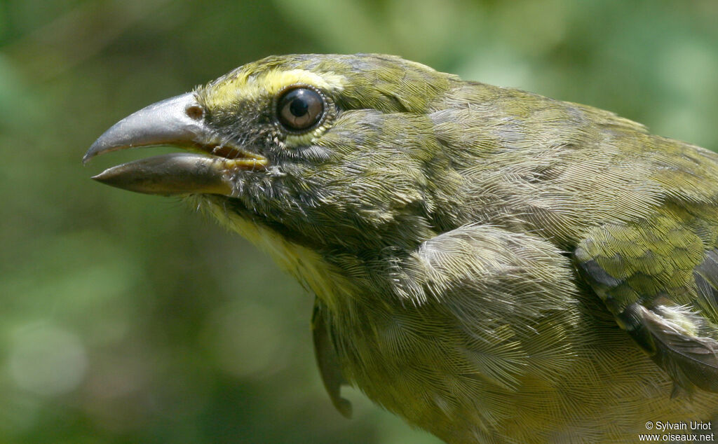 Olive-grey Saltatorimmature