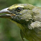 Saltator de Cabanis