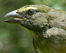 Olive-grey Saltator