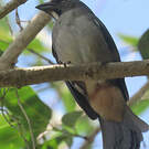 Saltator de Cabanis