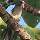 Saltator de Cabanis