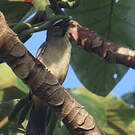 Saltator de Cabanis