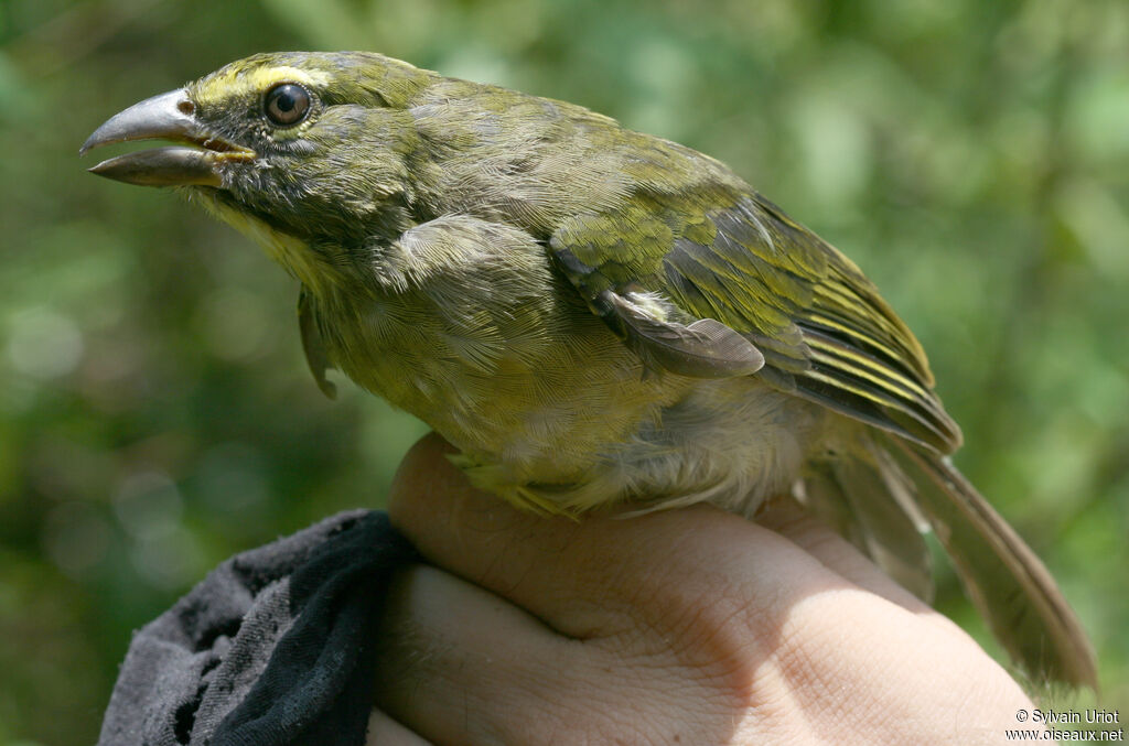 Saltator de Cabanisjuvénile