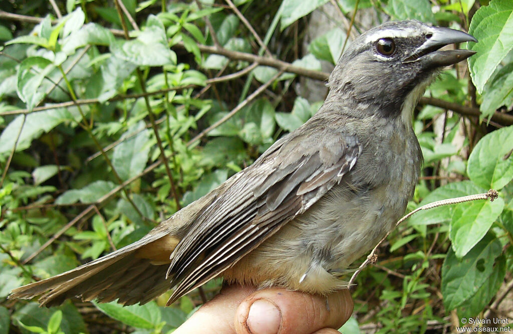 Saltator de Cabanisadulte