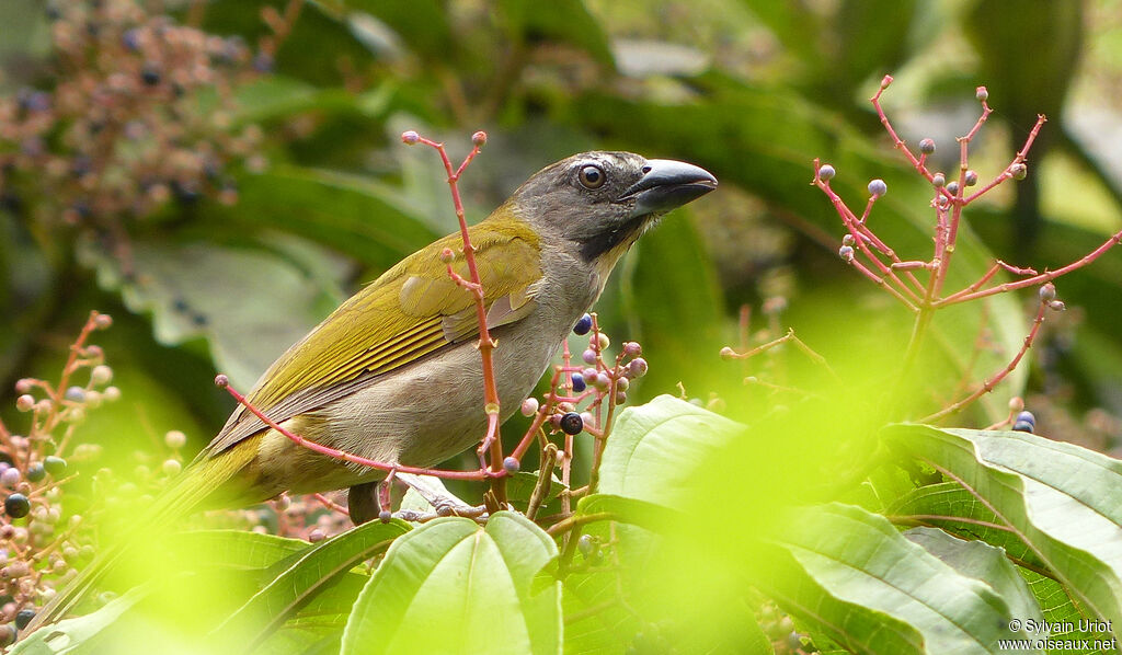 Buff-throated Saltatoradult