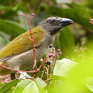 Saltator des grands-bois