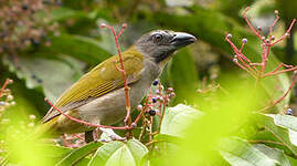 Saltator des grands-bois