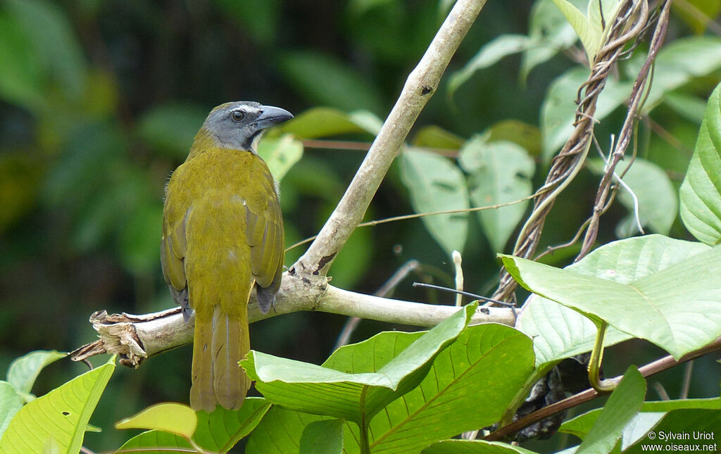Buff-throated Saltatoradult
