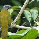 Saltator des grands-bois
