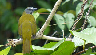 Buff-throated Saltator