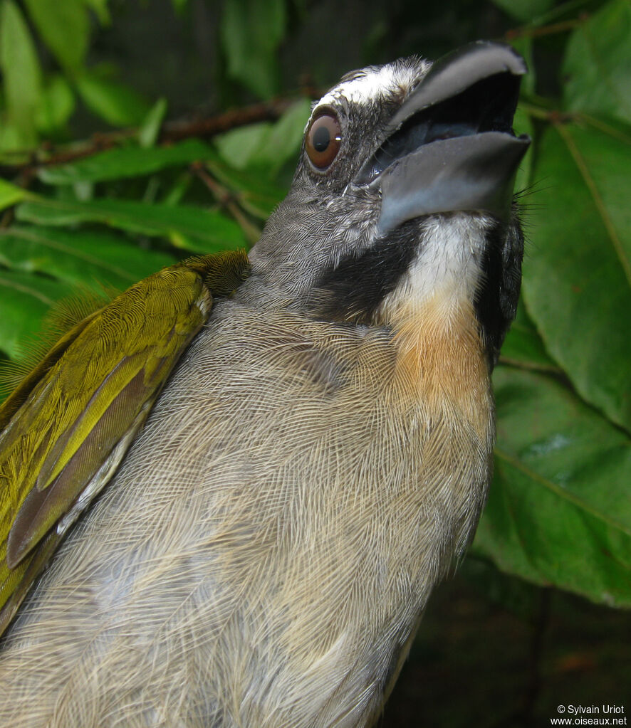 Buff-throated Saltatoradult