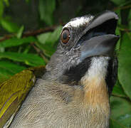 Buff-throated Saltator