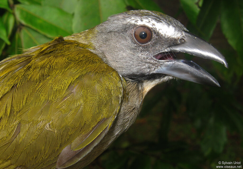 Buff-throated Saltatoradult