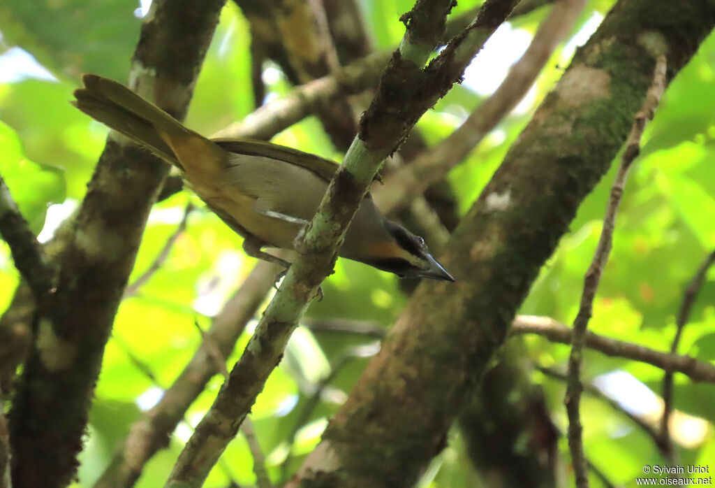 Buff-throated Saltatoradult