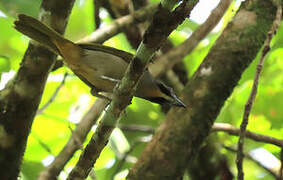 Buff-throated Saltator