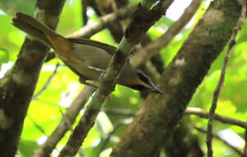 Saltator des grands-bois