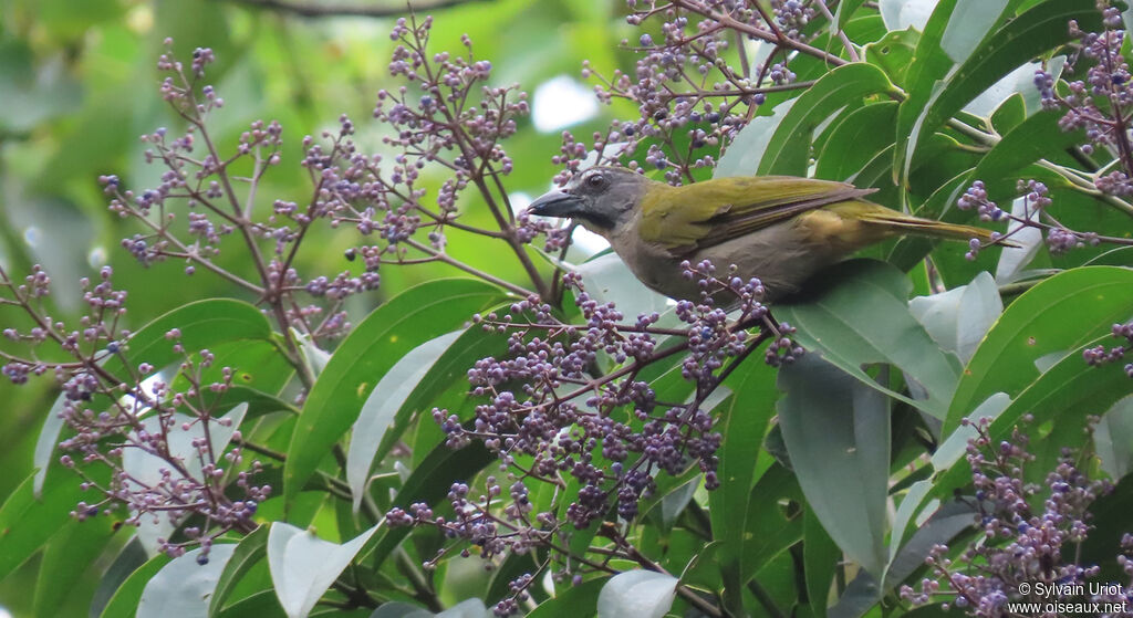 Buff-throated Saltatoradult