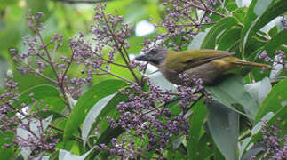 Buff-throated Saltator